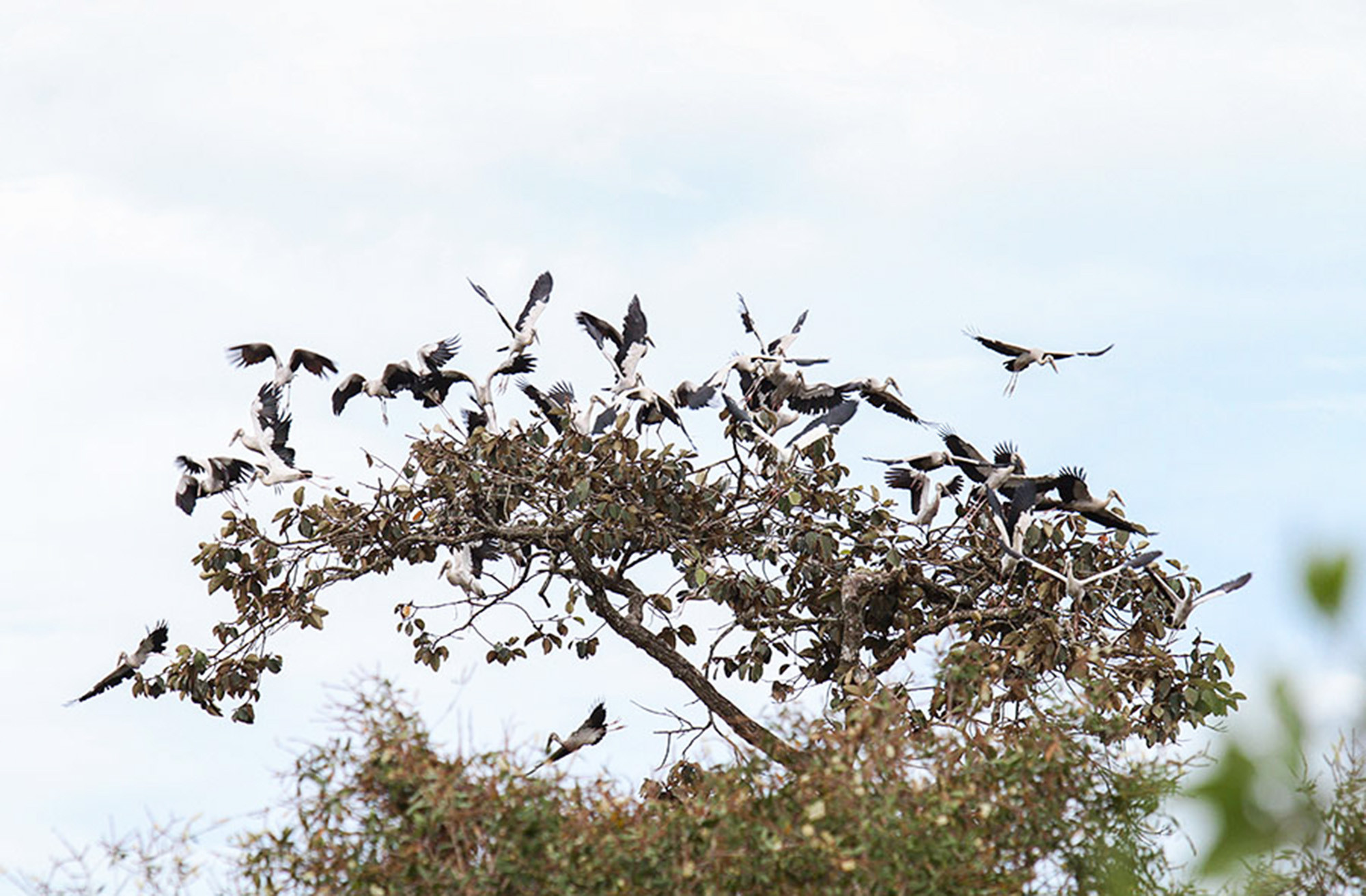 Phát triển du lịch Vườn Quốc gia Lò Gò - Xa Mát gắn với bảo tồn 
