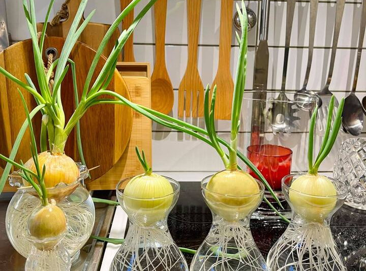 Cách trồng hành tây trong cốc nước để trang trí