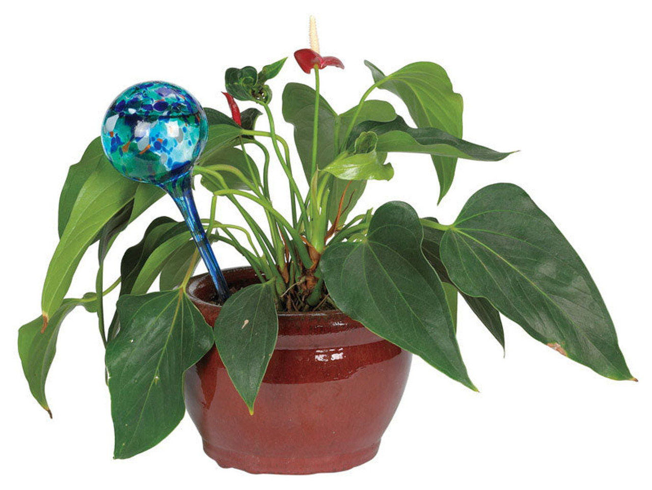 Tuyệt chiêu giúp cây cảnh tự tưới nước khi bạn vắng nhà