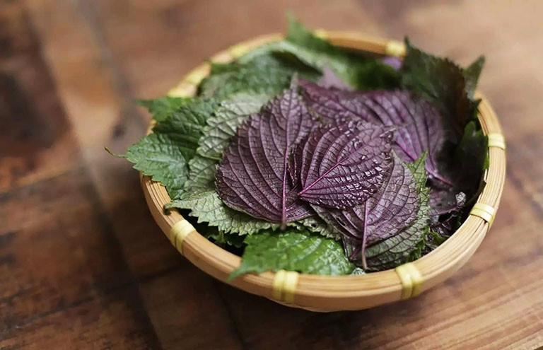 Hai bài thuốc từ lá tía tô nấu với gừng ai cũng cần biết