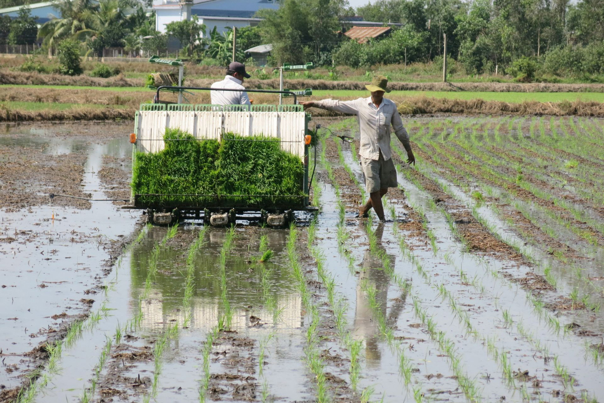 HTX nông nghiệp Tây Ninh: Động lực phát triển nông nghiệp và nông thôn bền vững