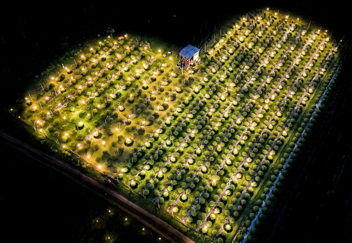 Lung linh những vườn cúc 'không ngủ' tại Bình Định