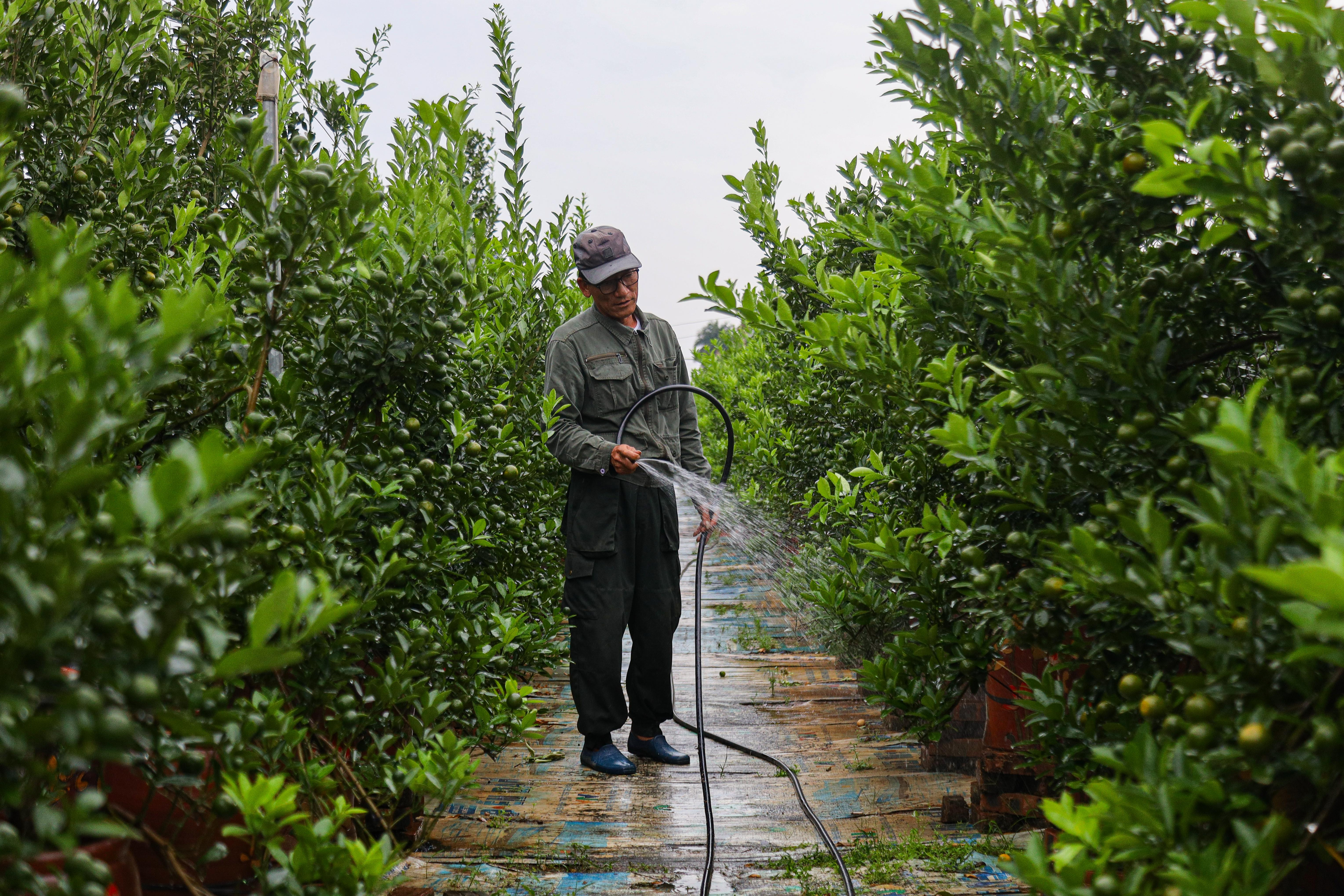 Bị bão lũ lịch sử tàn phá, đào, quất cảnh Hà Nội có kịp đón Tết Nguyên đán?