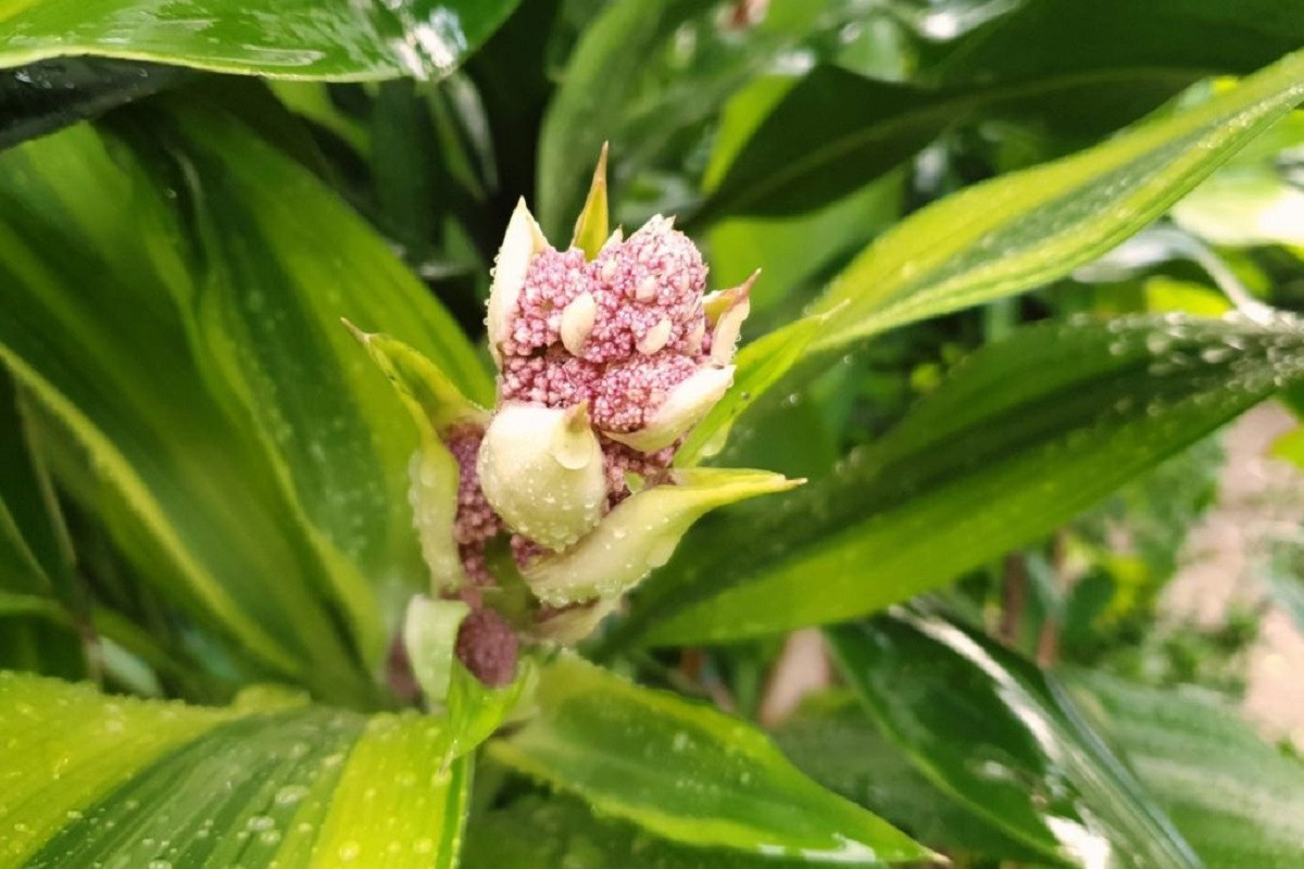 Làm thế nào để cây thiết mộc lan ra hoa?