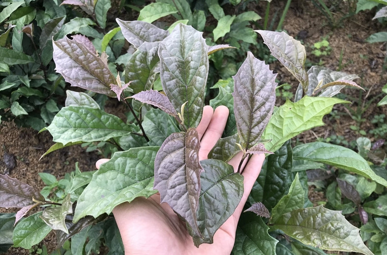 4 nhóm người không nên uống nước xạ đen