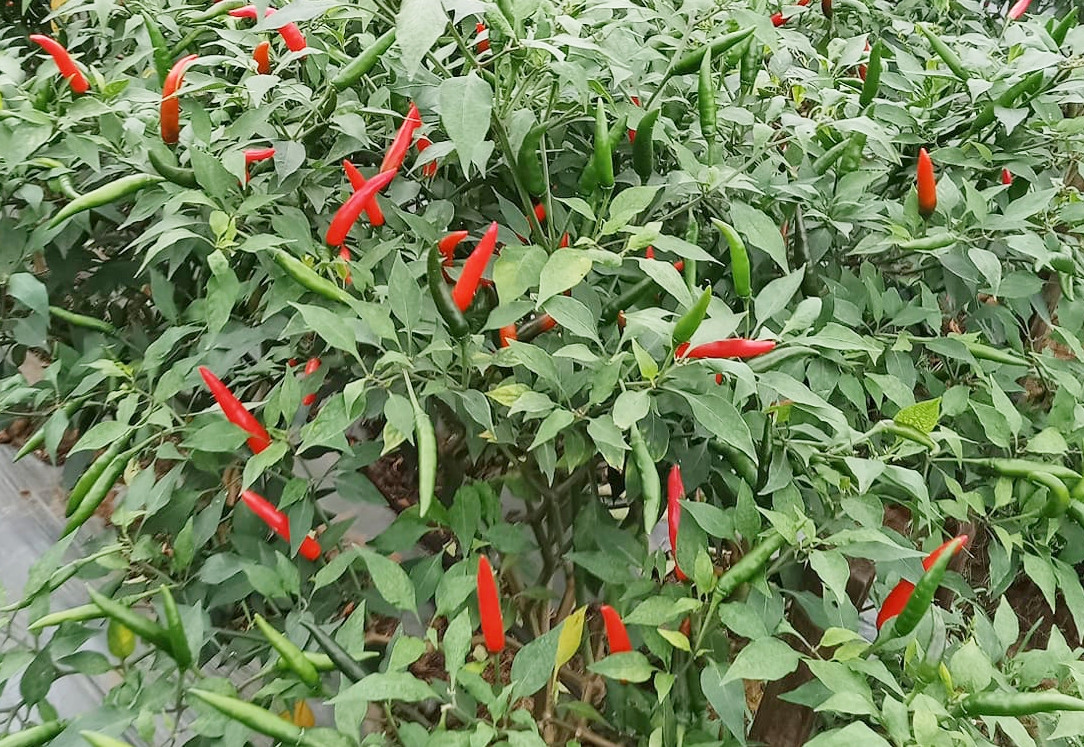 Loại quả trồng khắp Việt Nam, tốt ngang thuốc bổ