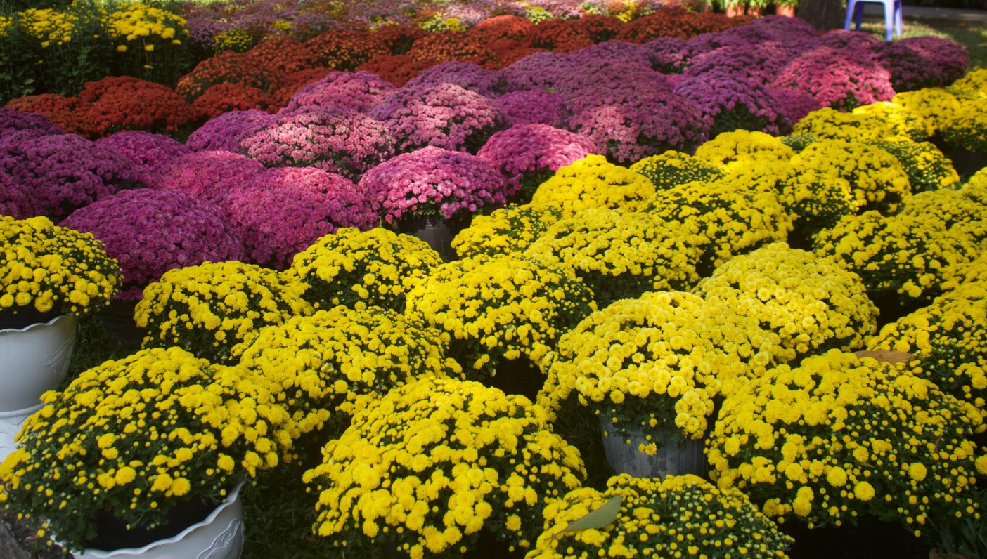 Chốt lịch nghỉ Tết Nguyên đán Ất Tỵ và nghỉ lễ năm 2025