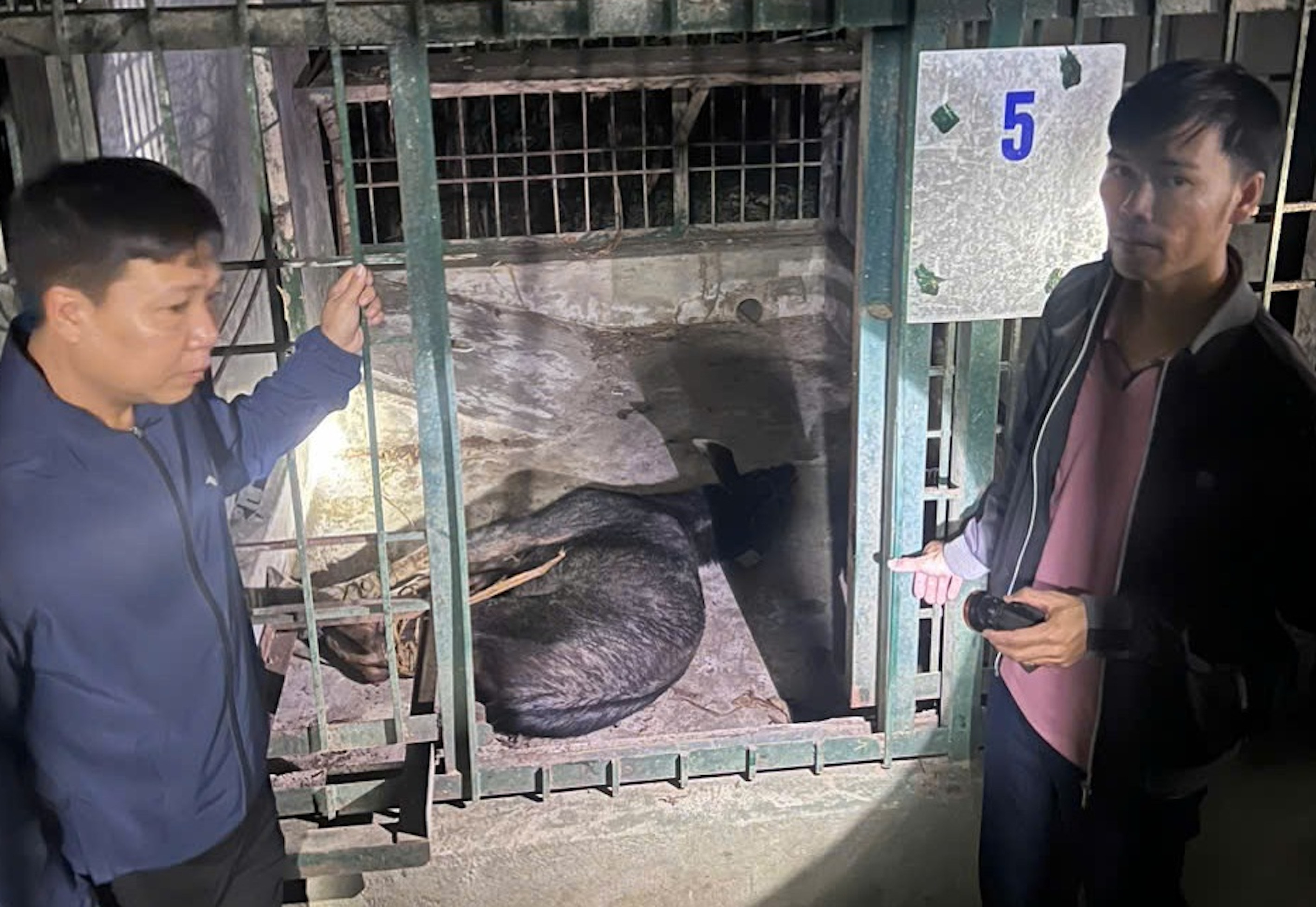 Đang vận chuyển sơn dương quý hiếm đi bán thì bị bắt