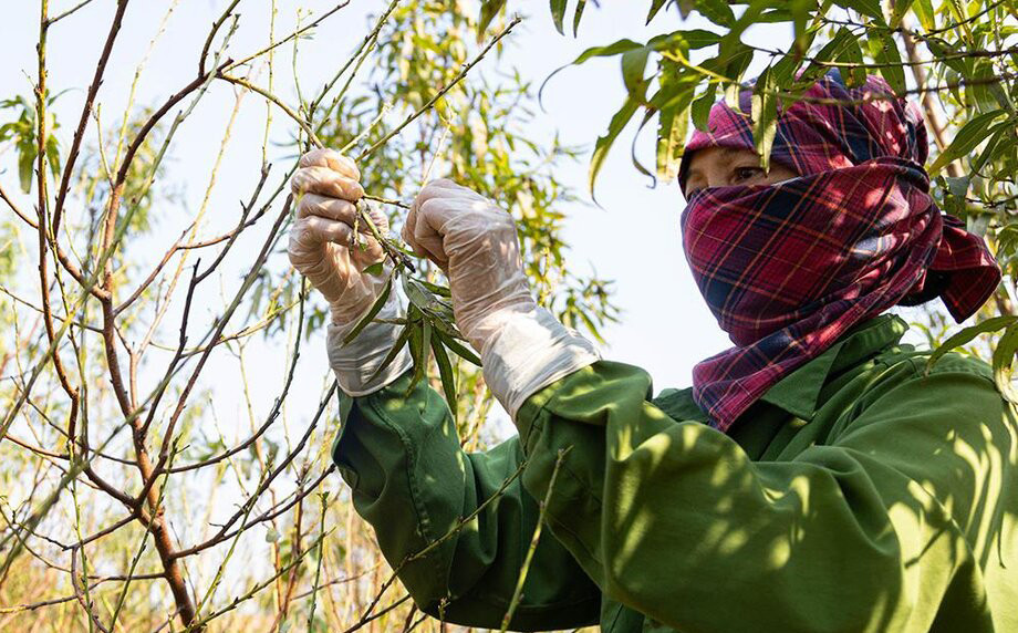 Dự báo thời tiết ngày 16/12: Miền Bắc đón nắng, miền Trung kết thúc mưa lớn