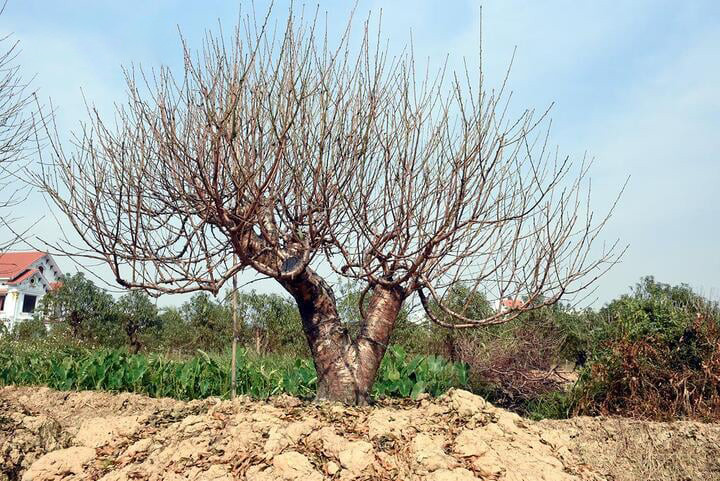 Đào vẫn đang kỳ tuốt lá, khách đã chi hàng chục triệu đồng đặt thuê