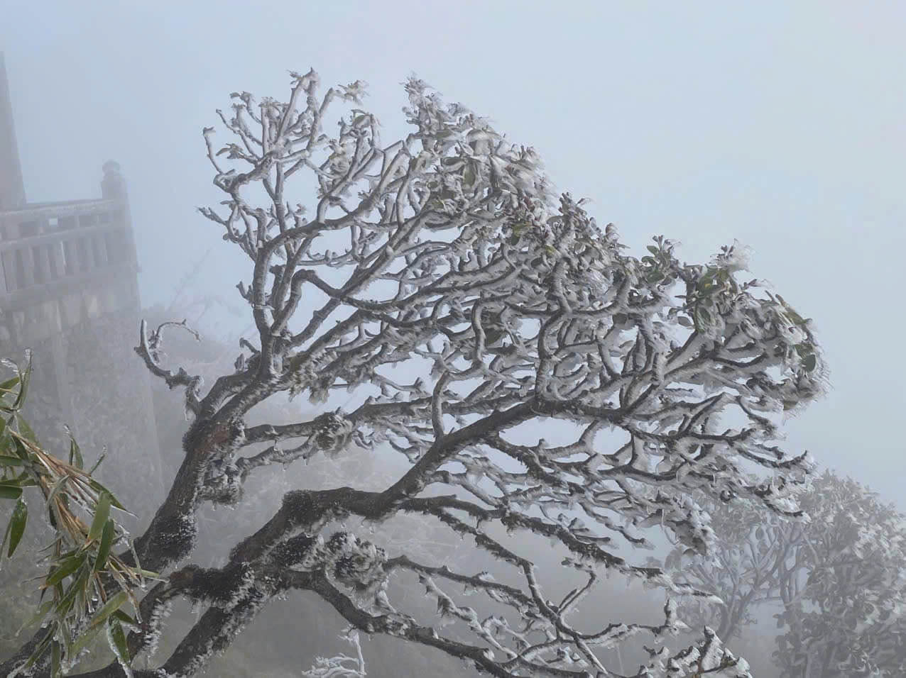 Băng giá bao phủ đỉnh Fansipan