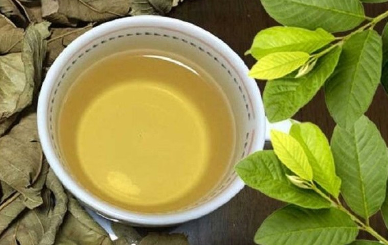 Điều gì xảy ra với cơ thể khi uống nước lá ổi hàng ngày?