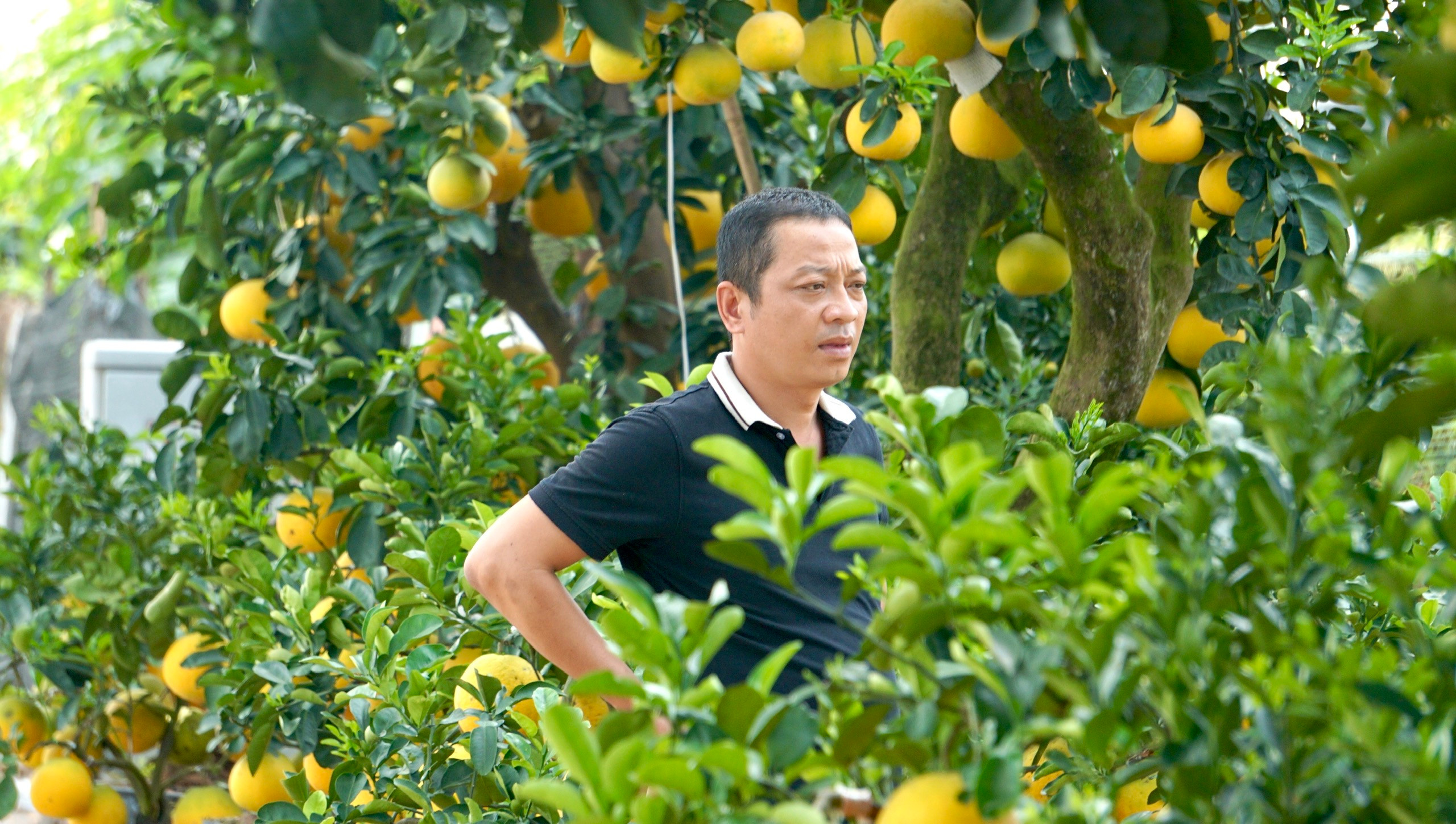 Quất bonsai, bưởi Diễn trưng Tết ế khách, nhà vườn TP.HCM rầu rĩ 