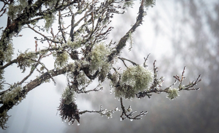 Tuần tới miền Bắc đón không khí lạnh tăng cường, trời rét kéo dài