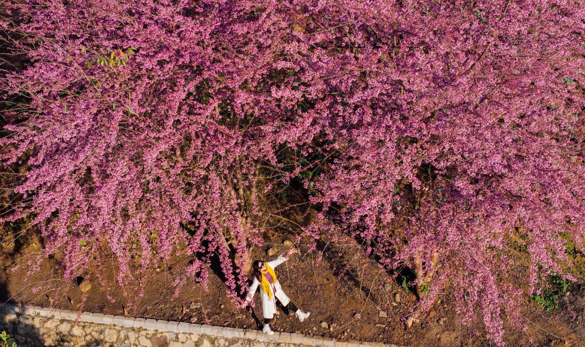 Mộc Châu rực rỡ trong sắc mai anh đào ngày giáp Tết