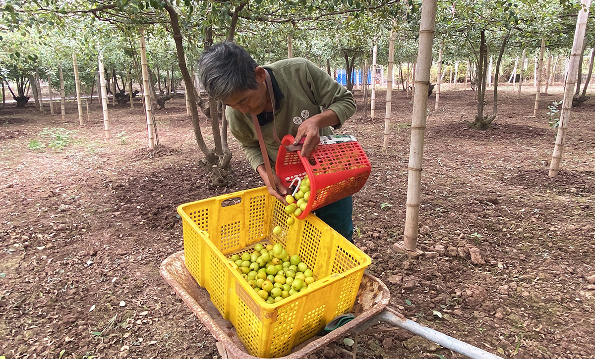 Giáp Tết Nguyên đán 2025, đặc sản táo muối Bàng La khan hàng