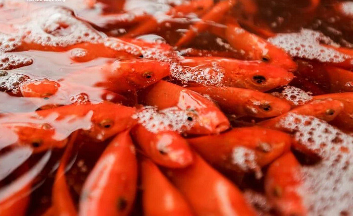 Chọn và thả cá chép đúng cách trong lễ cúng ông Công ông Táo