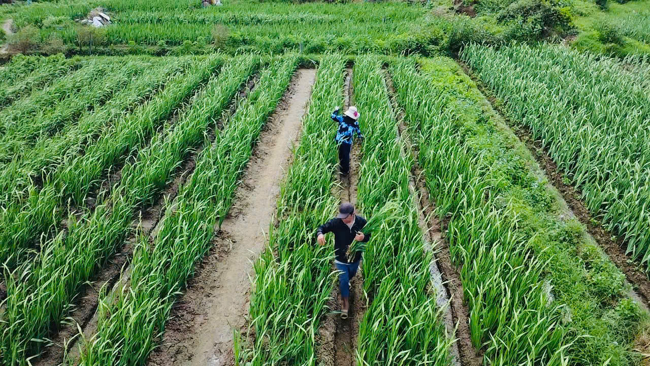 Thủ phủ hoa lay ơn ở Phú Yên mất mùa, nông dân lo mất Tết