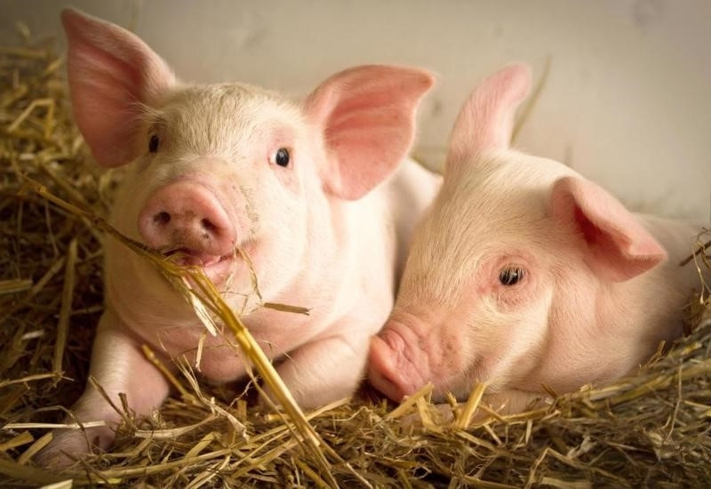 Tỉnh nào nuôi nhiều lợn nhất cả nước?