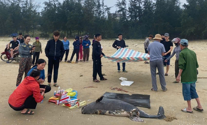 Xác cá voi nặng gần 100kg, dài 1,5 mét trôi dạt vào bờ biển Hà Tĩnh