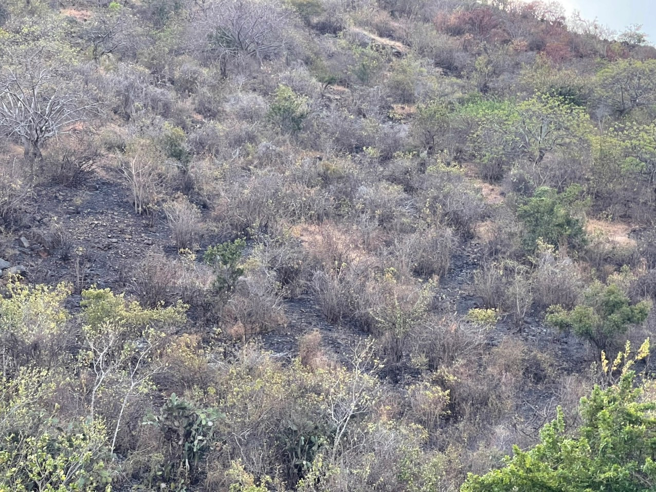 Nguyên nhân ban đầu vụ cháy lớn dưới chân núi Tàu ở Bình Thuận