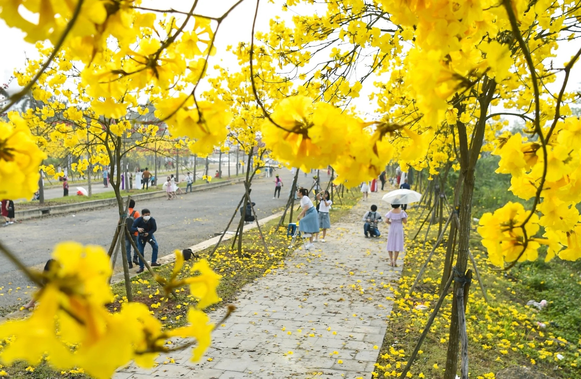 3 địa điểm 'check-in' hoa phong linh gây sốt ở Hà Nội