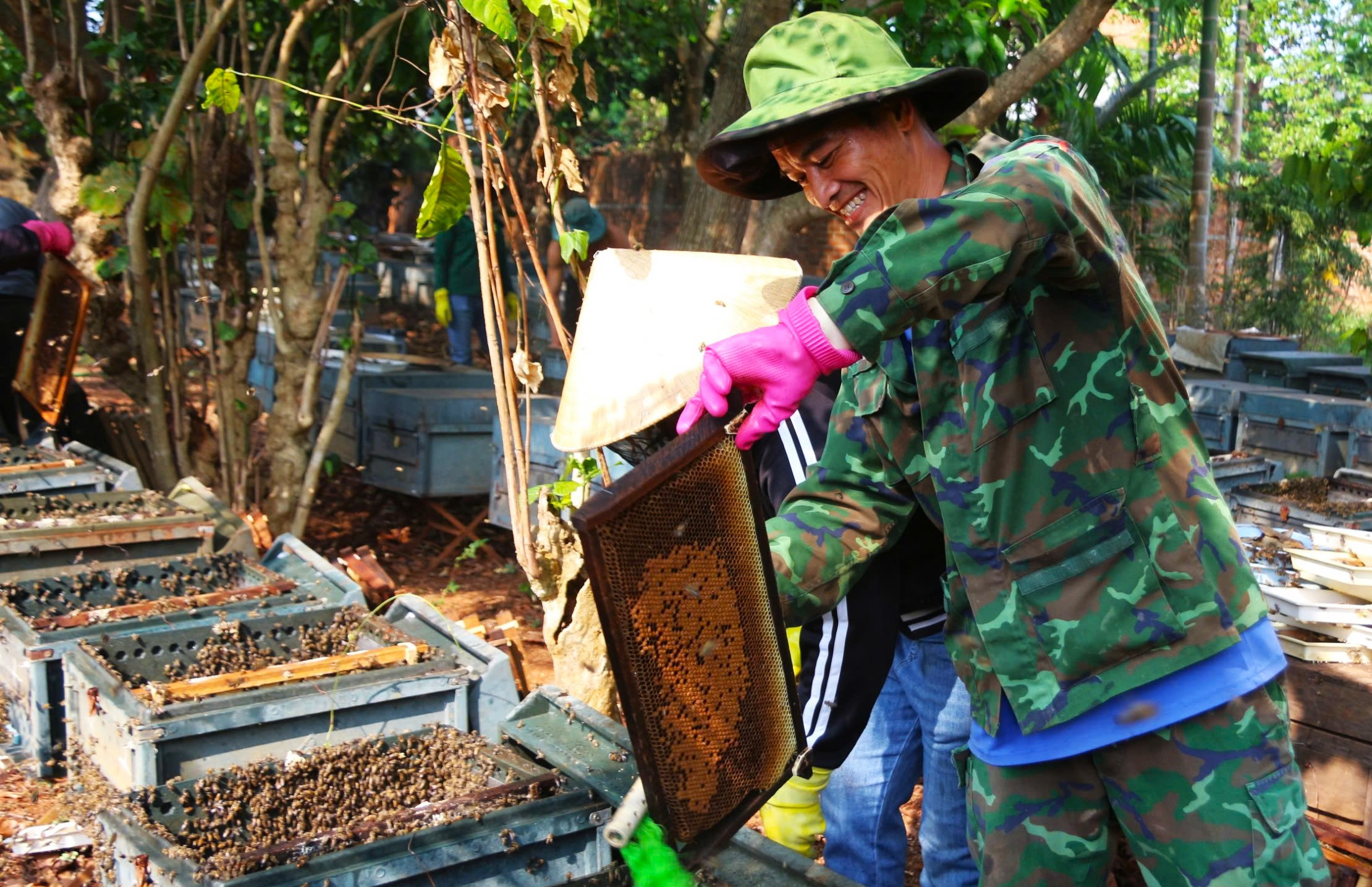 Cận cảnh quá trình khai thác mật hoa cà phê ở Tây Nguyên
