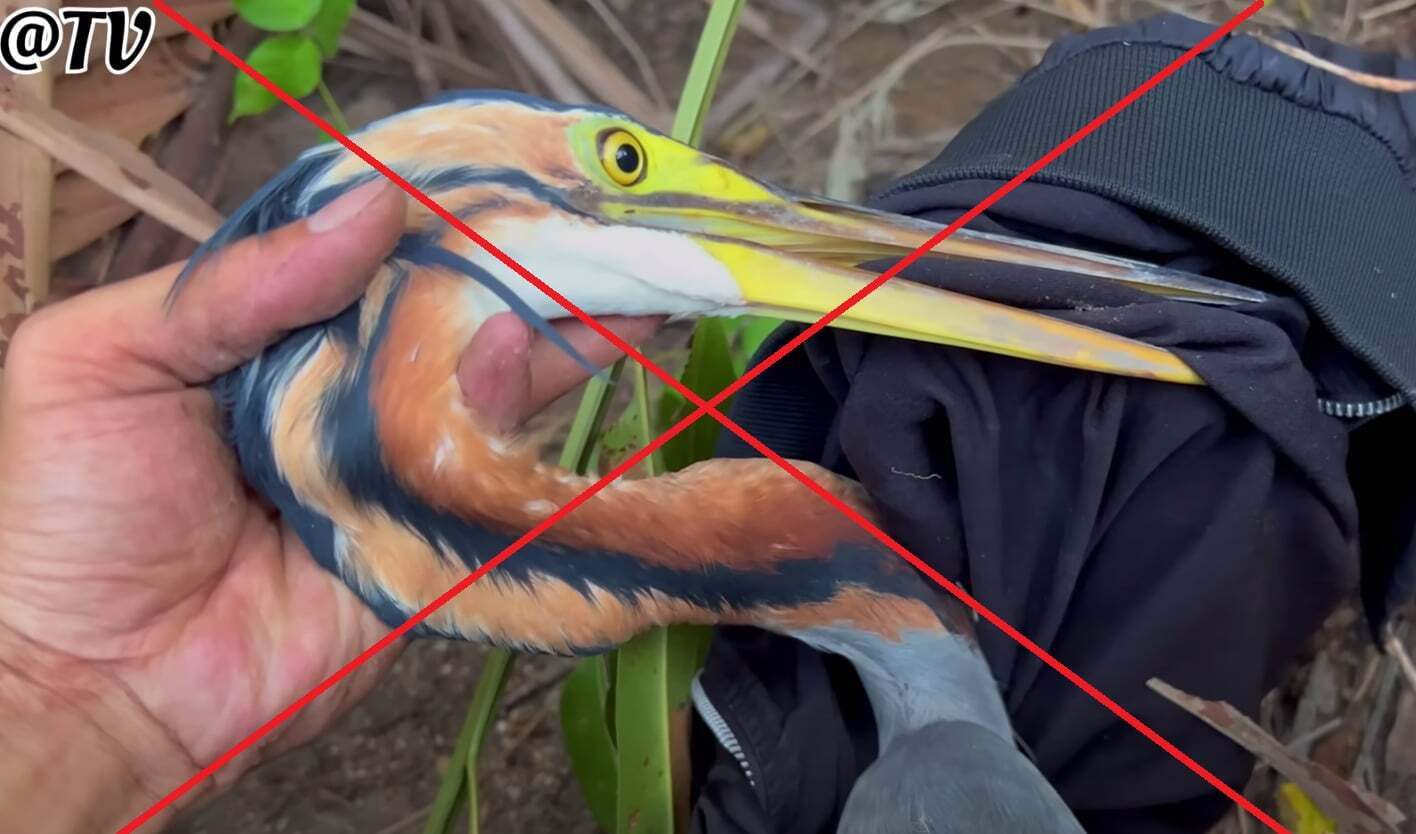 Phản cảm clip săn bắt động vật rừng đầy rẫy trên mạng xã hội