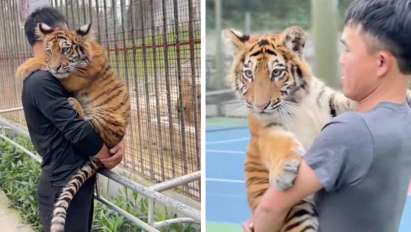 Chú hổ Ngao ở Nghệ An thành 'đại sứ du lịch' nhờ nổi tiếng trên mạng