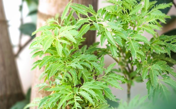 Bài thuốc chữa bệnh từ cây đinh lăng