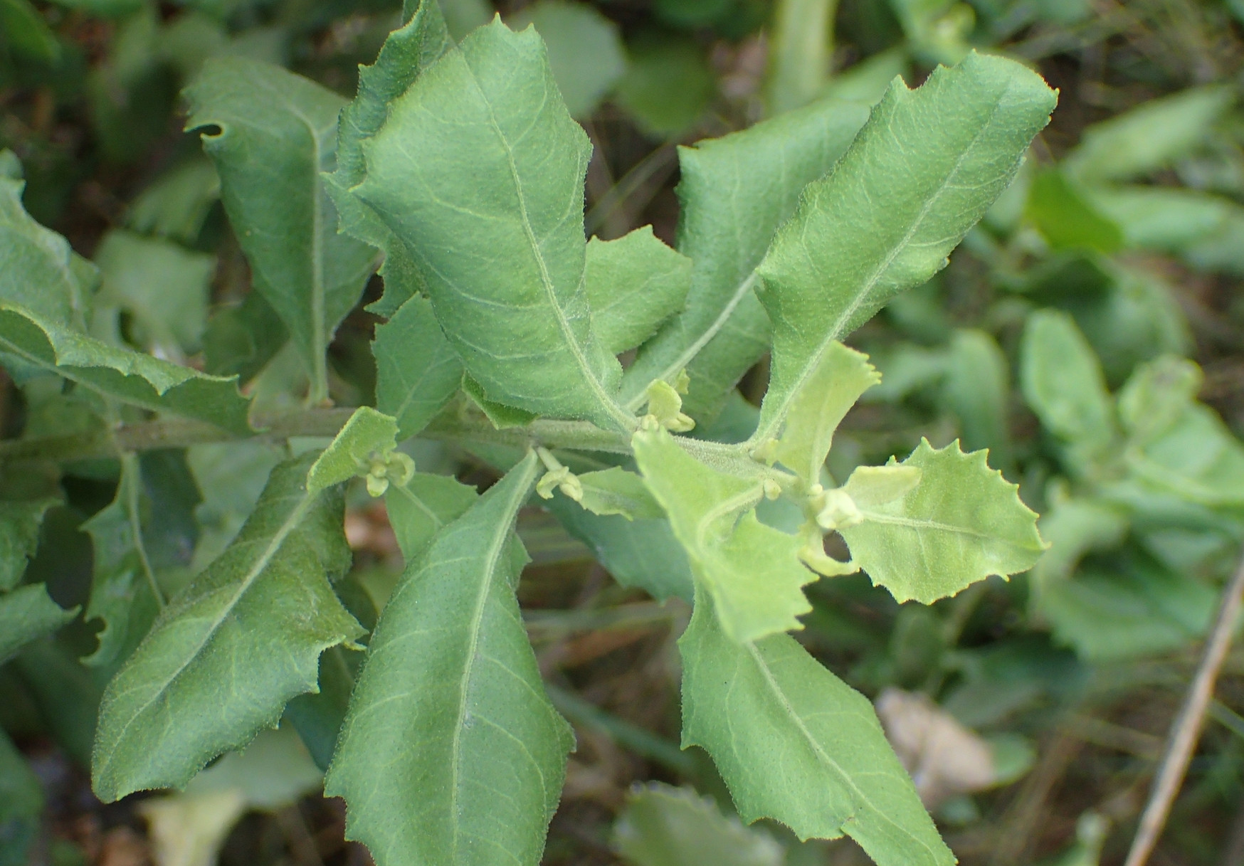 Bài thuốc chữa bệnh hiệu quả từ cây cúc tần 