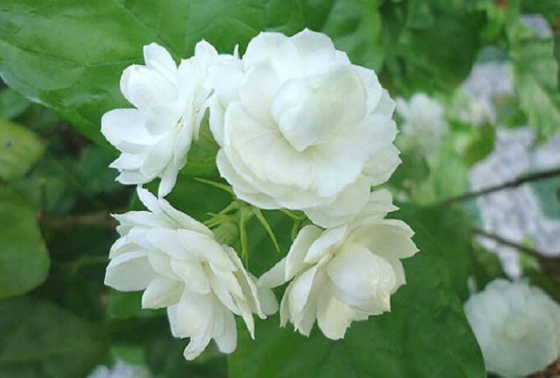 Một số bài thuốc trị bệnh từ hoa nhài 