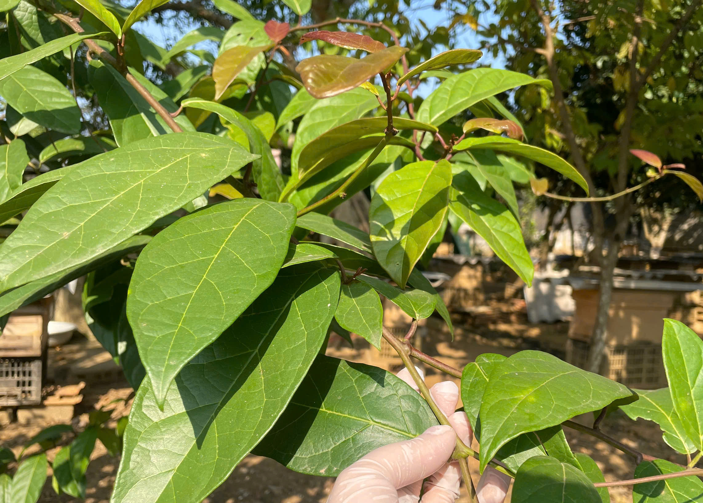 Cây xạ đen trị được bệnh gì?