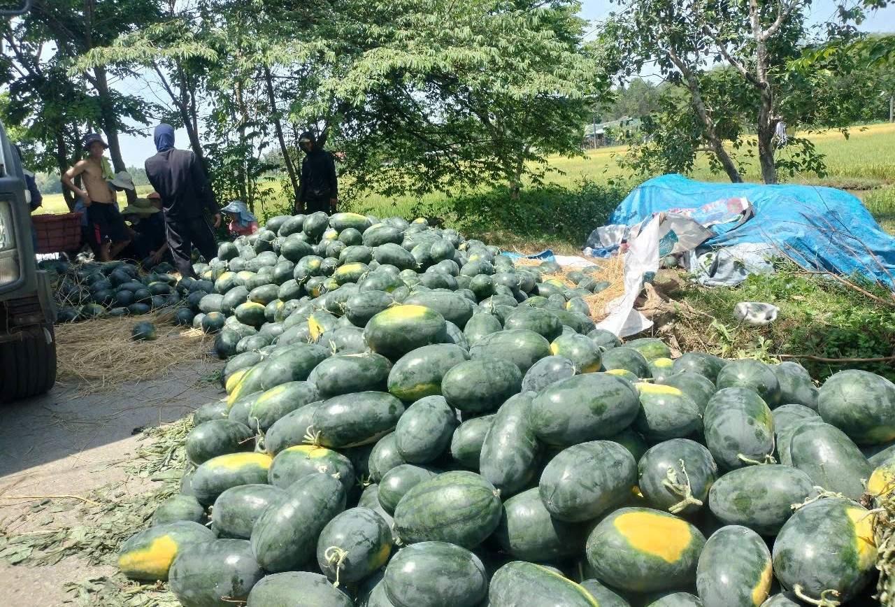 Dưa hấu mất mùa, rớt giá, nông dân Quảng Nam 'đứng ngồi không yên'