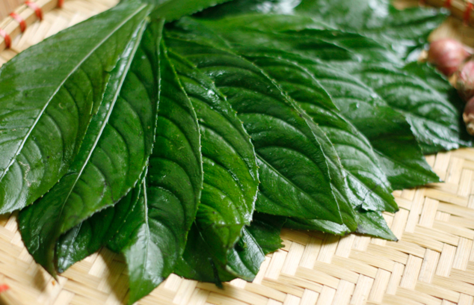 Chuyên gia Đông y khuyên cách dùng lá xương sông đúng và hiệu quả