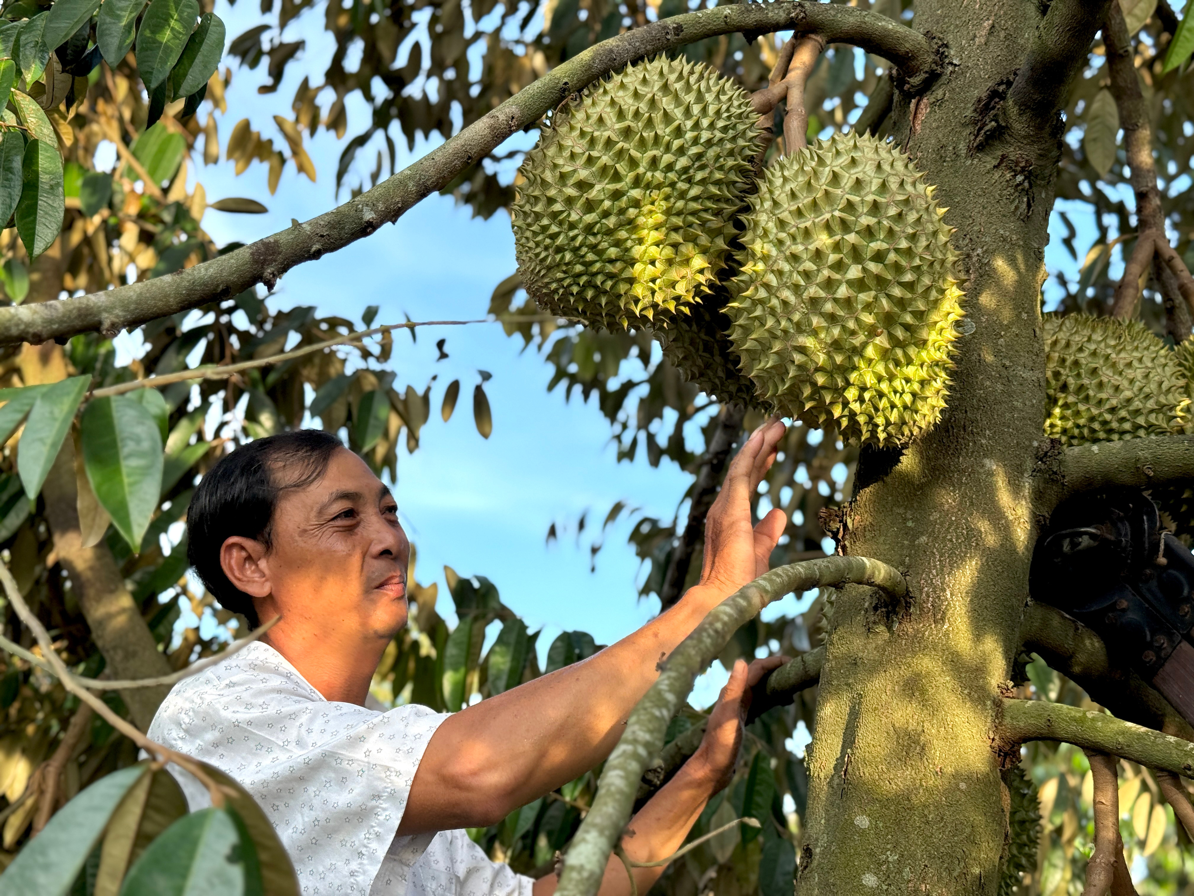 Mất mùa, mất giá, nông dân trồng sầu riêng loay hoay bài toán nhiễm độc kim loại nặng