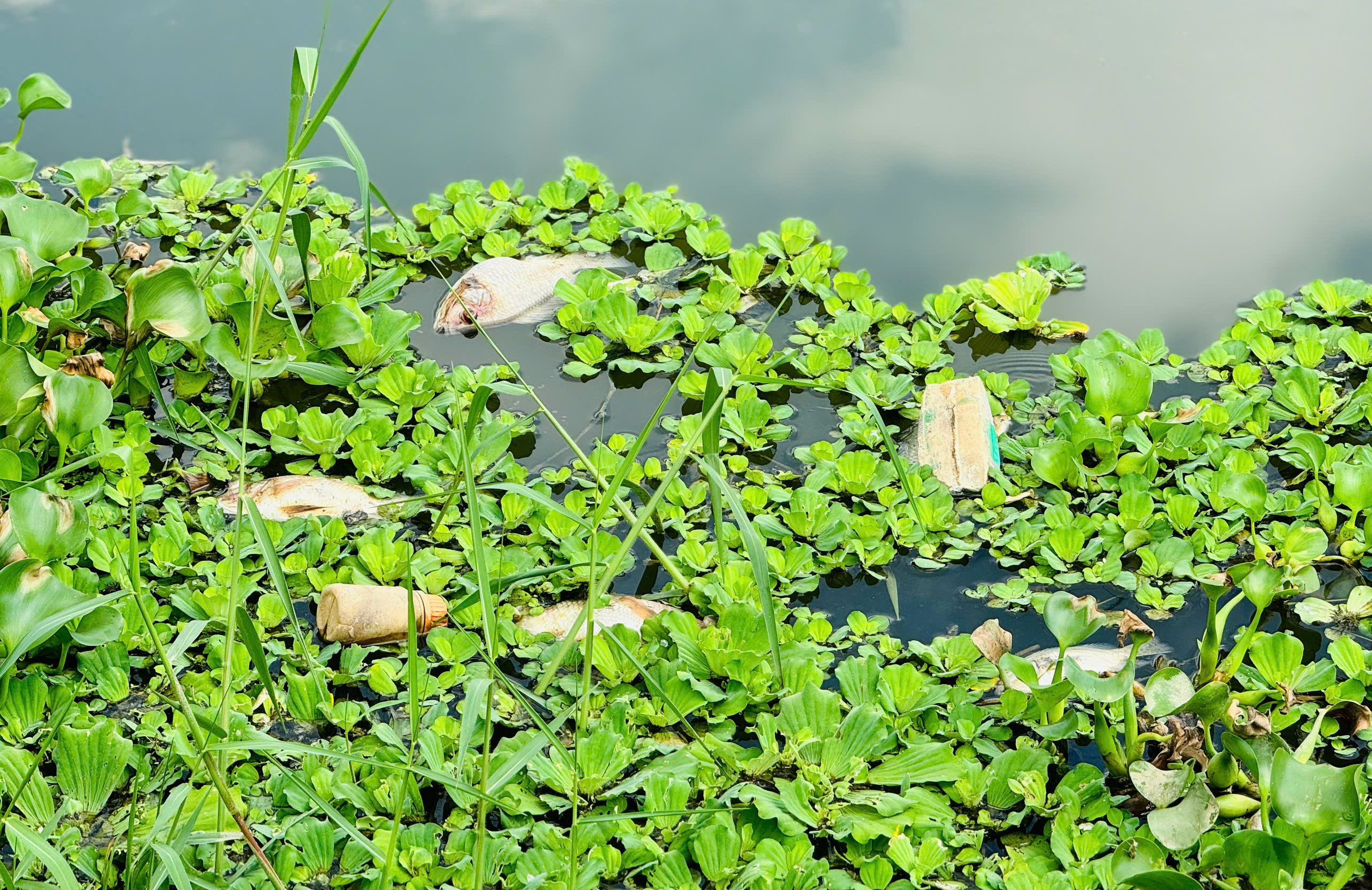 Nước đổi màu đục ngầu, cá chết bất thường trên sông Bàu Giang