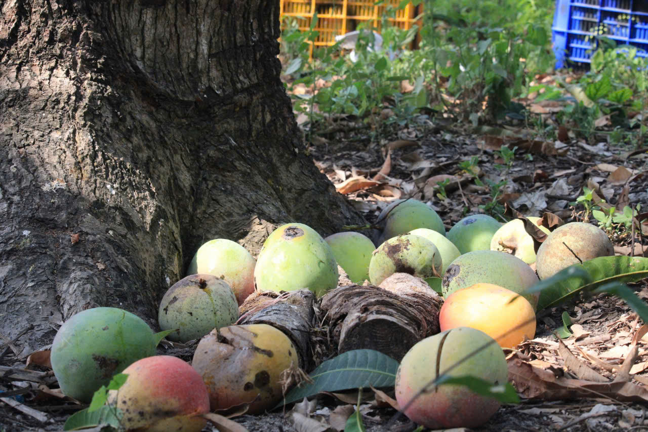 Giá xoài Úc giảm còn 1.000 - 5.000 đồng/kg, nông dân Khánh Hoà để rụng đầy vườn