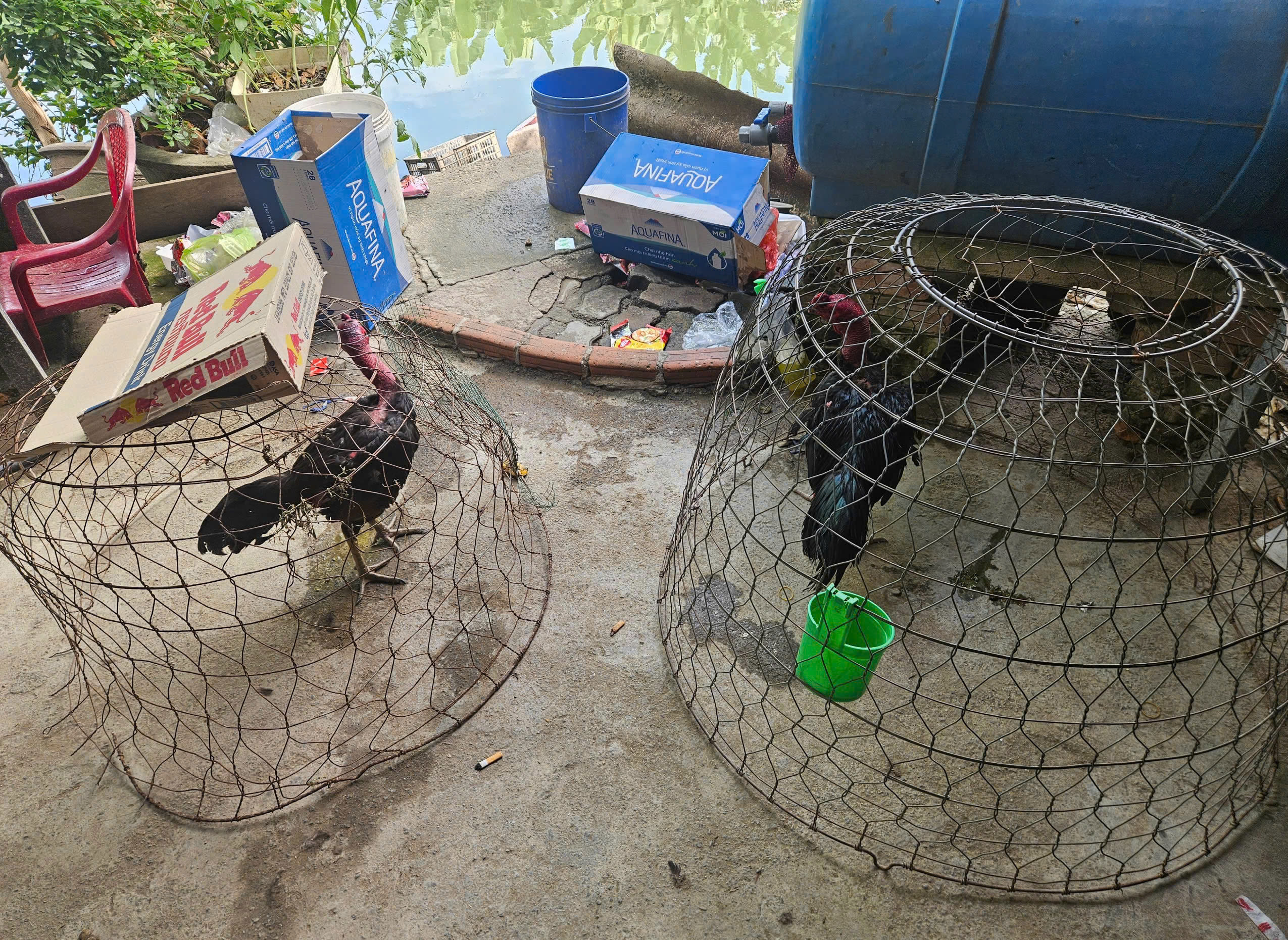 Triệt phá sới gà núp bóng trại nuôi gà ở Đà Nẵng