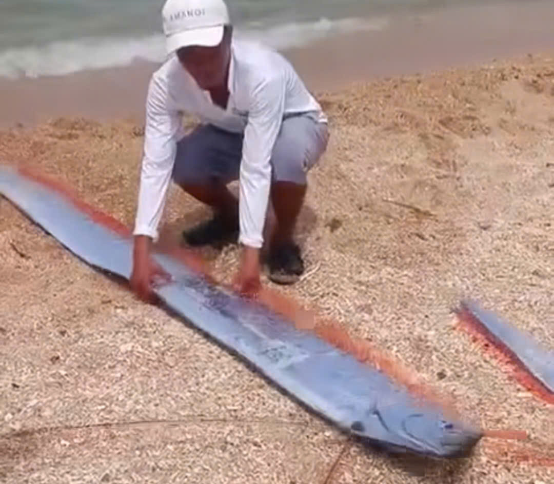 Cá mái chèo quý hiếm dài gần 2m dạt vào bãi biển Ninh Thuận