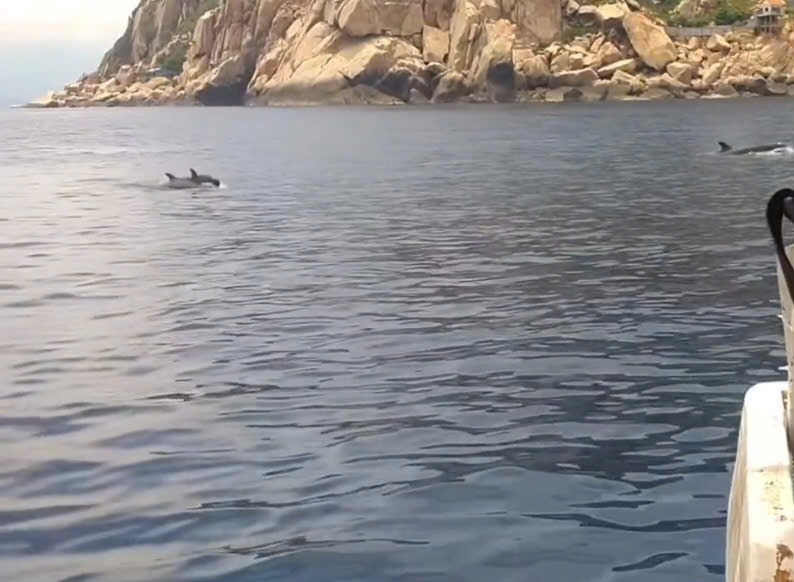 Đàn cá heo gần 100 con 'nhảy múa' trên vịnh Nha Trang