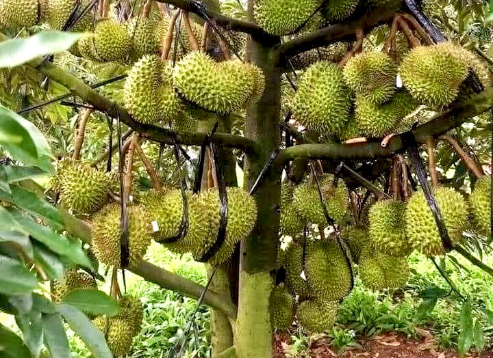 Phó Thủ tướng chỉ đạo xử lý thông tin 'chất vàng O' trong sầu riêng