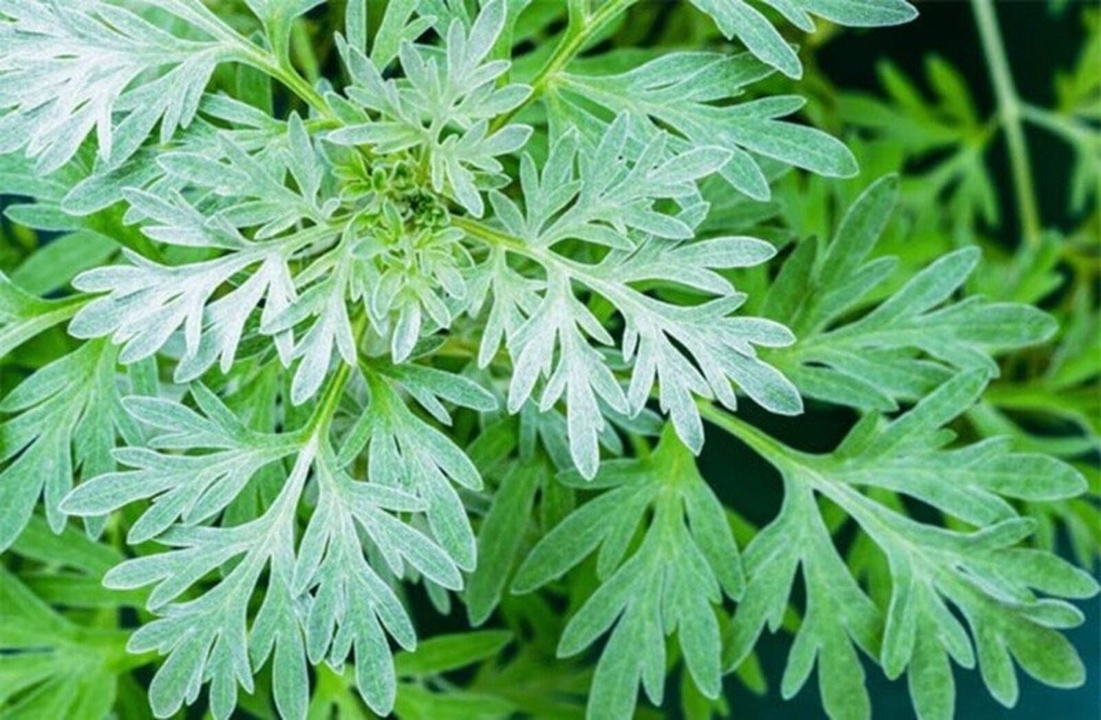 Uống nước lá ngải cứu có tác dụng gì?