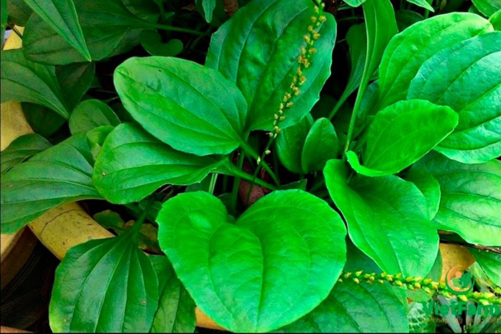 5 loại lá giúp giải độc, tốt cho hệ hô hấp