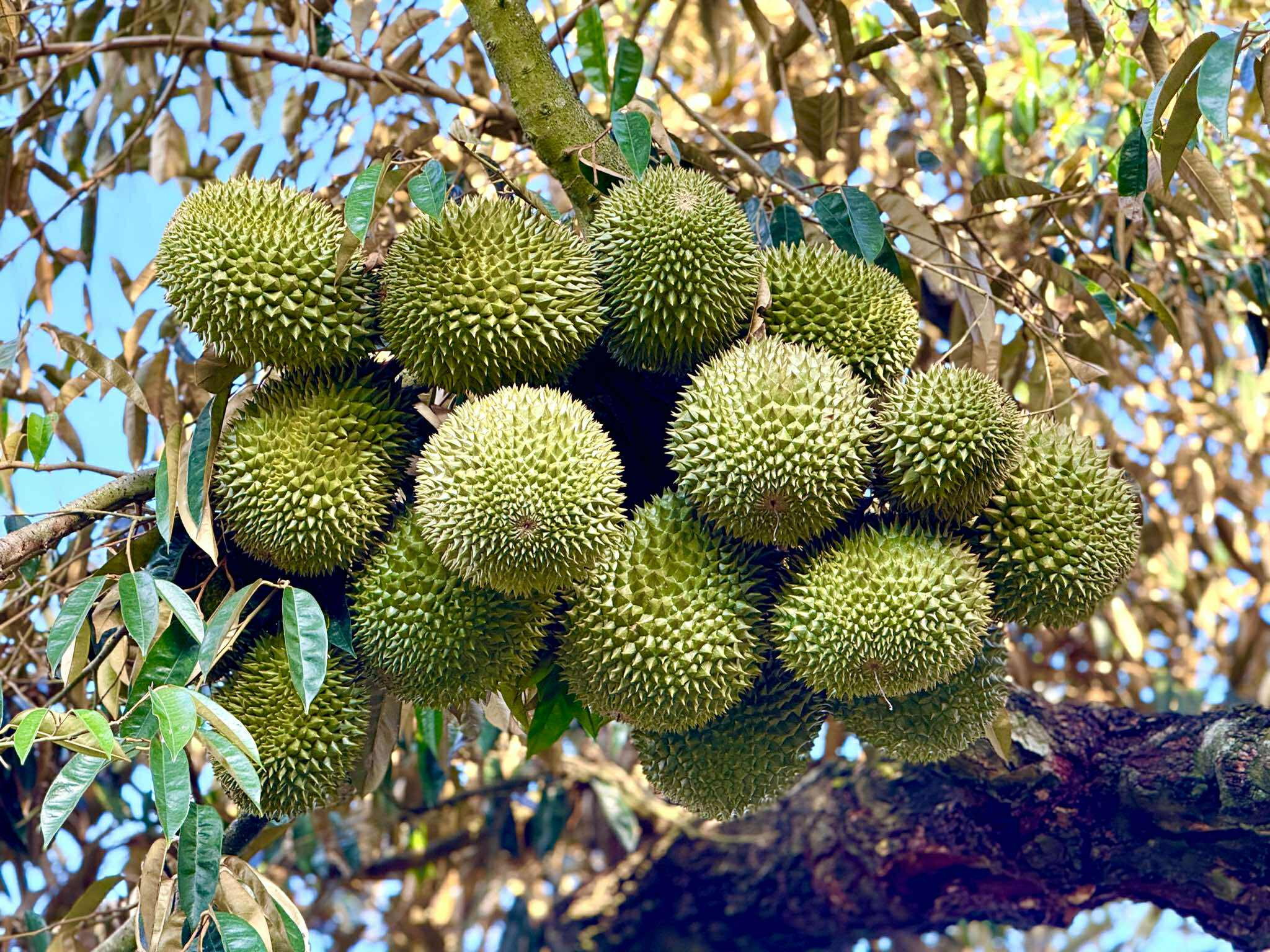 Liên minh châu Âu sắp cử đoàn thanh tra sầu riêng Việt Nam