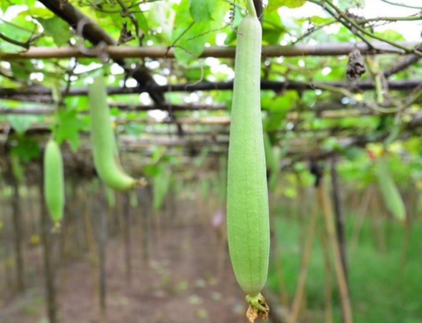 Những người tuyệt đối không nên ăn mướp