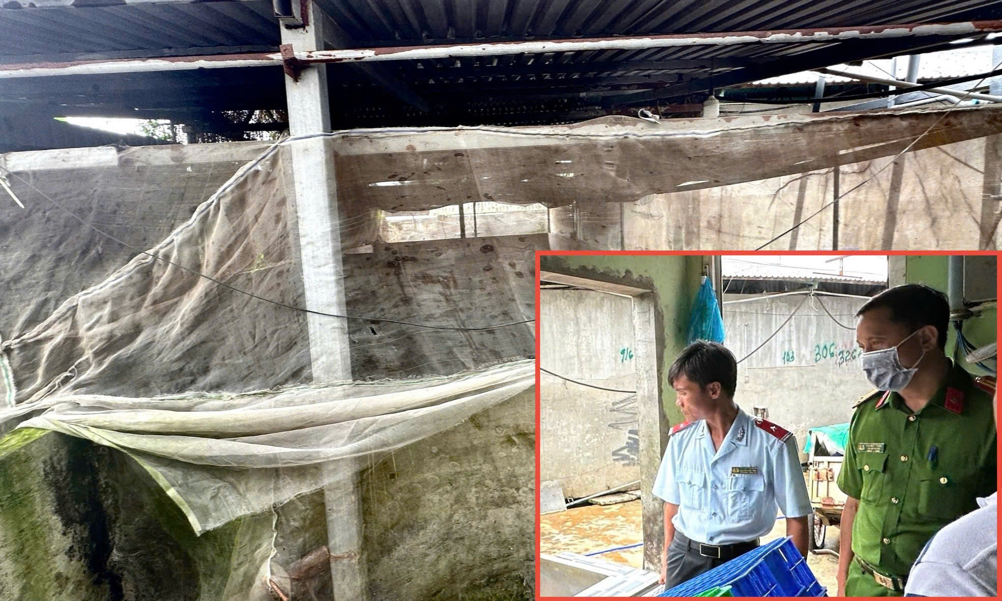 Đang kiểm tra lò mổ heo gia công cho Công ty C.P tại Hậu Giang