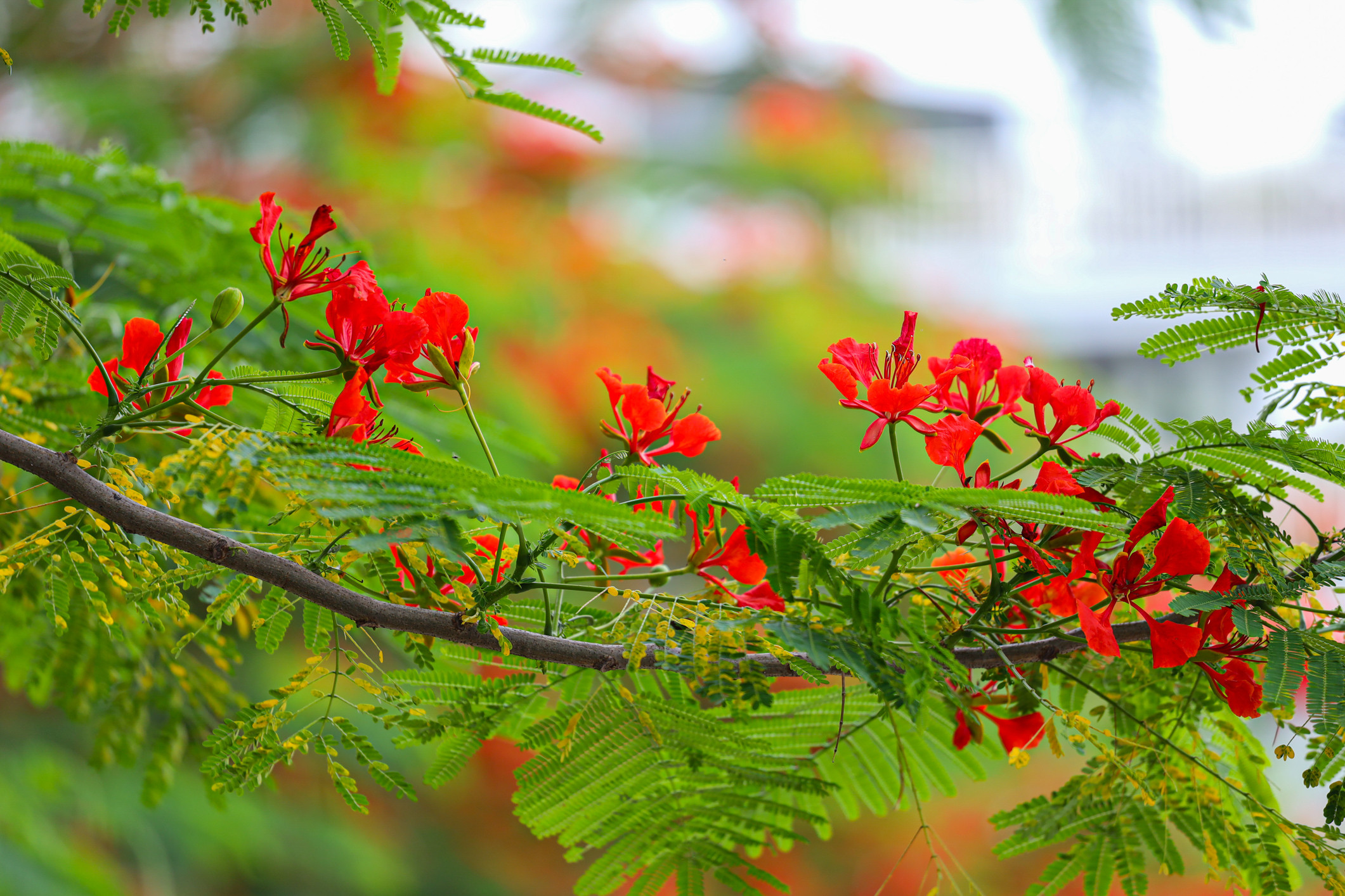 Phượng vĩ bung nở bừng sáng phố phường Hà Nội