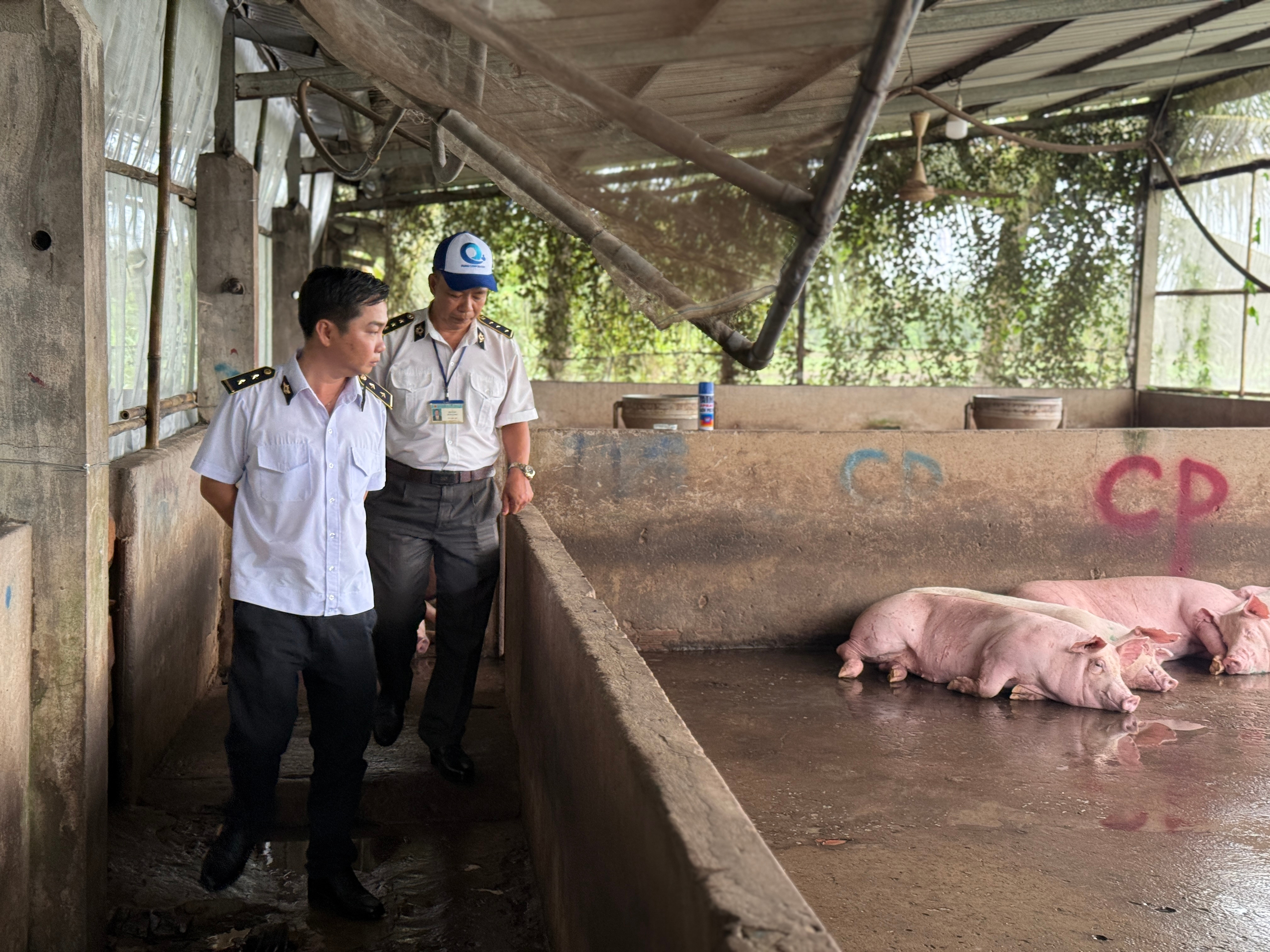 Đang kiểm tra lò mổ heo gia công cho Công ty C.P. Việt Nam tại Sóc Trăng