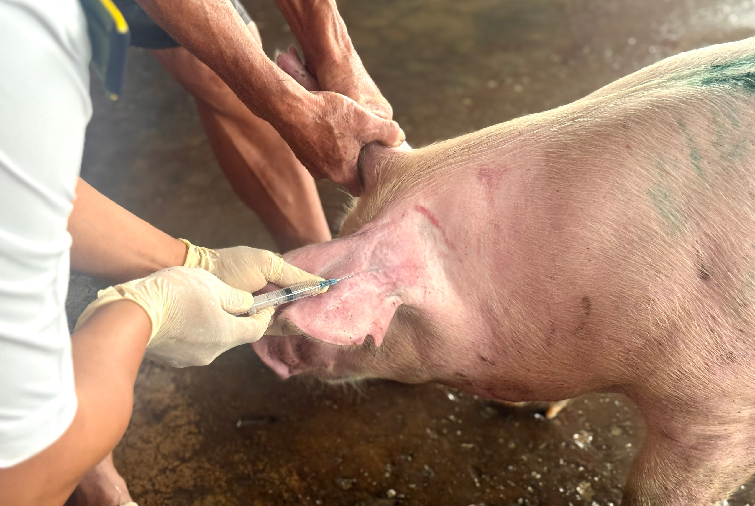 Lấy mẫu máu heo của C.P. Việt Nam tại lò mổ ở Sóc Trăng xét nghiệm dịch bệnh 